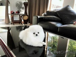 Photo №1. pomeranian - for sale in the city of Berlin | 317$ | Announcement № 120922