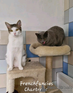 Additional photos: Adorable toilet trained chartreux