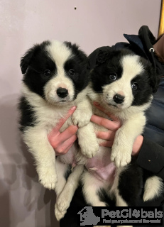 Photo №2 to announcement № 134628 for the sale of border collie - buy in Finland 