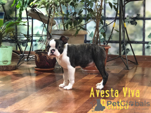 Photo №2 to announcement № 9791 for the sale of boston terrier - buy in Russian Federation breeder