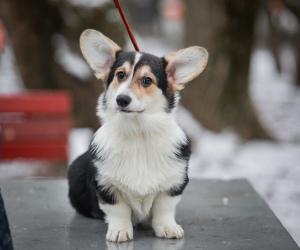 Photo №2 to announcement № 4649 for the sale of welsh corgi - buy in Russian Federation breeder