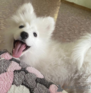 Photo №1. samoyed dog - for sale in the city of Yekaterinburg | 542$ | Announcement № 8797