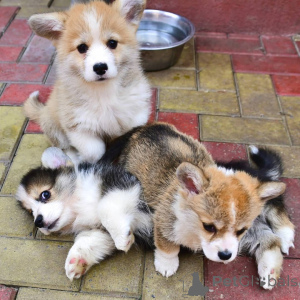 Photo №1. welsh corgi - for sale in the city of Frankfurt | Is free | Announcement № 150722