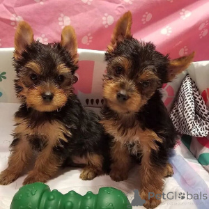 Photo №4. I will sell  in the city of Verona.  - price - 774$