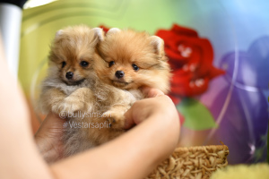 Photo №1. german spitz - for sale in the city of Florida | 1685$ | Announcement № 7045