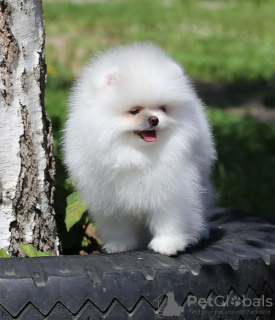 Photo №3. Pomeranian Spitz Pomerankov. Austria