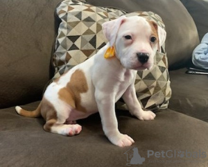 Photo №1. american pit bull terrier - for sale in the city of Chicago | 650$ | Announcement № 50501