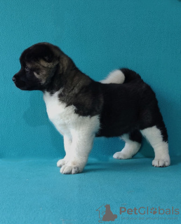 Additional photos: American Akita puppies