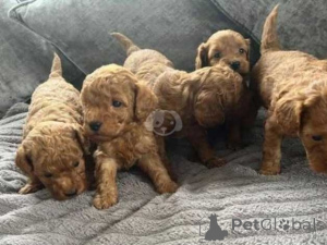 Photo №3. Cockapoo puppies are looking for their fur-ever home..viber.639463422605. Philippines