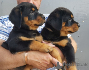 Photo №2 to announcement № 158982 for the sale of rottweiler - buy in Latvia private announcement, breeder