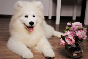 Photo №1. samoyed dog - for sale in the city of Mozyr | Negotiated | Announcement № 4185