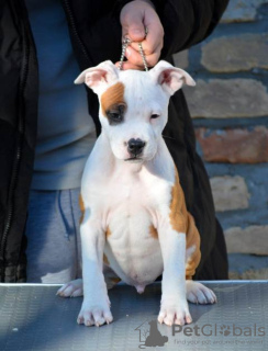 Photo №1. american staffordshire terrier - for sale in the city of Нови Сад | negotiated | Announcement № 91785