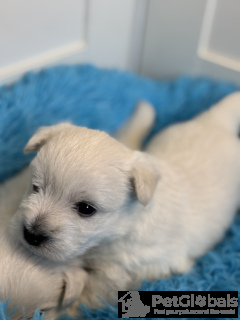 Photo №3. West Highland White Terrier Male FCI. Poland