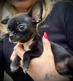 Photo №1. chihuahua - for sale in the city of Busko-Zdrój | 1032$ | Announcement № 167438