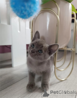 Photo №1. balinese cat - for sale in the city of Cremlingen | 361$ | Announcement № 154153