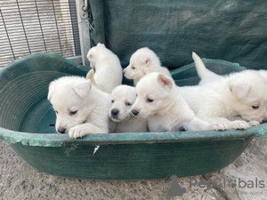 Photo №1. non-pedigree dogs - for sale in the city of Гамбург | 571$ | Announcement № 124017