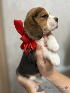 Additional photos: Purebred show class beagle puppies