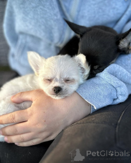 Photo №3. Chihuahua puppies for adoption https//wa.me/1 (728) 217-5659. Canada
