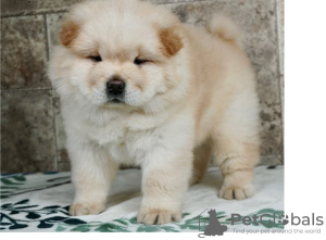 Photo №1. chow chow - for sale in the city of Валлетта | 423$ | Announcement № 58298