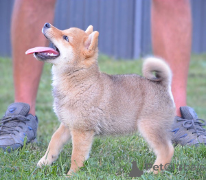 Photo №2 to announcement № 111194 for the sale of shiba inu - buy in Serbia breeder