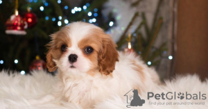 Photo №1. cavalier king charles spaniel - for sale in the city of Berlin | 1035$ | Announcement № 33340