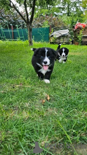 Photo №1. miniature american shepherd (aussie) - for sale in the city of Berlin | negotiated | Announcement № 137171