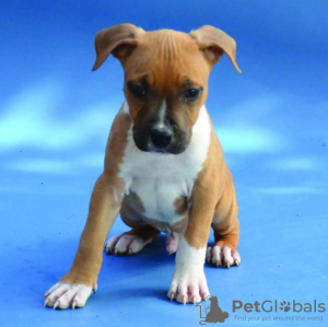 Photo №4. I will sell american staffordshire terrier in the city of Belgrade. private announcement - price - negotiated
