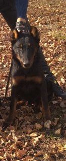 Photo №3. Beauceron puppies. Russian Federation