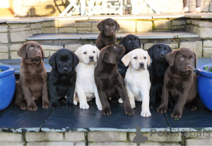 Photo №4. I will sell labrador retriever in the city of Warsaw.  - price - negotiated