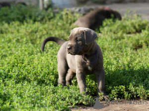 Photo №2 to announcement № 171212 for the sale of cane corso - buy in Poland breeder