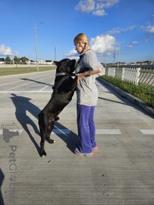 Photo №4. I will sell cane corso in the city of Mogilyov. breeder - price - 1318$