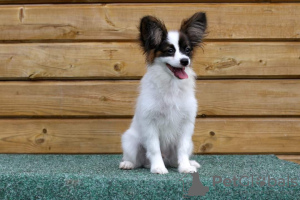 Photo №4. I will sell papillon dog in the city of Minsk. from nursery, breeder - price - 1585$