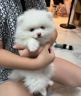 Photo №2 to announcement № 27885 for the sale of pomeranian - buy in Germany private announcement