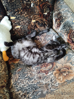 Photo №1. bengal cat - for sale in the city of Kazan | 10146$ | Announcement № 147045