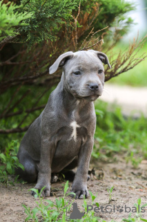 Additional photos: American Staffordshire Bull Terrier girls