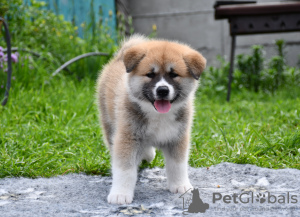 Photo №1. akita - for sale in the city of Cherkassky Bishkin | negotiated | Announcement № 50488