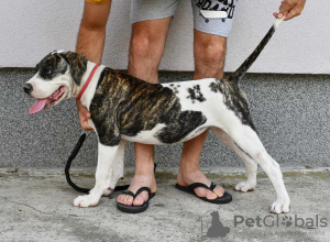 Photo №1. american bulldog - for sale in the city of Kovin | negotiated | Announcement № 114219