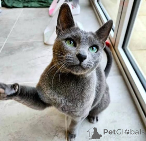 Photo №1. russian blue - for sale in the city of Dobele | negotiated | Announcement № 173617