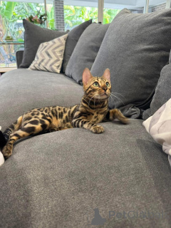 Photo №1. bengal cat - for sale in the city of Carouge | 706$ | Announcement № 152751