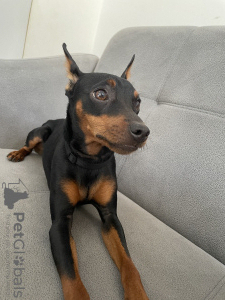 Photo №2 to announcement № 36519 for the sale of miniature pinscher - buy in Georgia private announcement