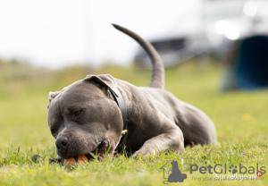 Photo №1. american bully - for sale in the city of Gdańsk | 158$ | Announcement № 82716
