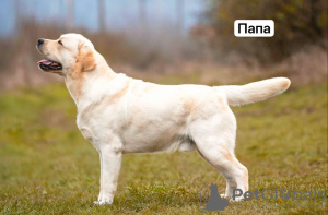 Photo №4. I will sell labrador retriever in the city of Добра-Вода. private announcement - price - 706$