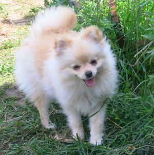 Photo №1. pomeranian - for sale in the city of Dzerzhinsk | 403$ | Announcement № 3991