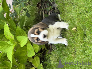 Photo №2 to announcement № 70793 for the sale of beagle - buy in Russian Federation breeder
