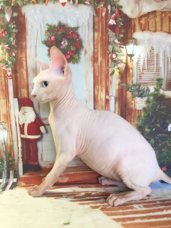 Photo №2 to announcement № 3142 for the sale of sphynx-katze - buy in Russian Federation breeder