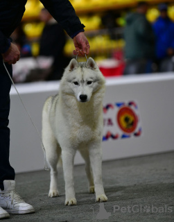 Photo №3. Siberian husky for sale male. Serbia