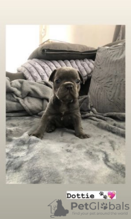 Photo №2 to announcement № 108064 for the sale of french bulldog - buy in Germany 