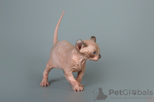 Photo №2 to announcement № 9998 for the sale of sphynx-katze - buy in United States from nursery, breeder