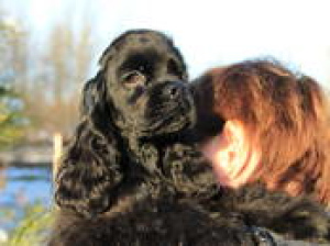Photo №3. Very cute and interesting puppy American Cocker Spaniel is waiting for his. Belarus
