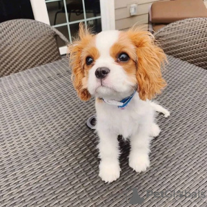 Photo №2 to announcement № 71695 for the sale of cavalier king charles spaniel - buy in Australia private announcement, breeder